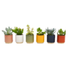 None Mini Succulent In Eno Duo Ceramics - 7cm -Plantery Shop 13973611 1394996212610812