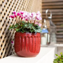 Chiswick Running Pot Red - 18cm -Plantery Shop 13973651 1545011238600052