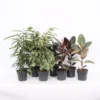 Ficus Mix 17cm -Plantery Shop 14195501 7445031002197719