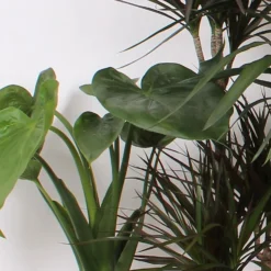 Plantery Shop -Plantery Shop 14195502 1945014369780770