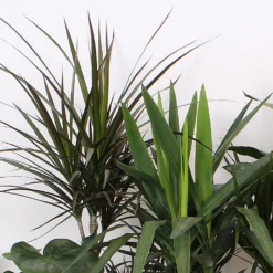 Foliage Mix 21cm -Plantery Shop 14195502 2105014369835115