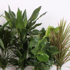 Foliage Mix 21cm -Plantery Shop 14195502 2475014369885221