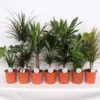 Foliage Mix 21cm 1 Foliage Mix 21cm -Plantery Shop 14195502 2655014369712370