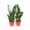 Zamioculcas 17cm -Plantery Shop 14195507 1255025992277021
