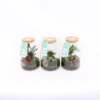 Terrarium Arrangement 17 Cm -Plantery Shop 14195509 1865037175572369