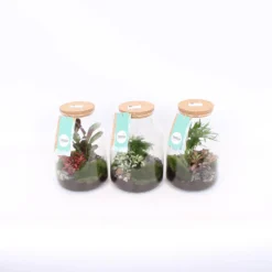 Terrarium Arrangement 17 Cm