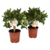 Citrus Calamondin And Lemon Trellis House Plant - 12Cm -Plantery Shop 14195518 4845041541441598