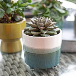 Two Tone Ombre Indoor Plant Pot - 12cm -Plantery Shop 14197407 1005024191386699