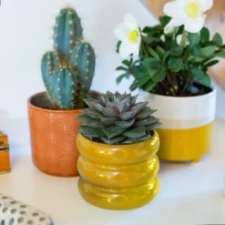 Two Tone Ombre Indoor Plant Pot - 12cm -Plantery Shop 14197407 1225024191593906