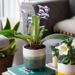 Two Tone Ombre Indoor Plant Pot - 12cm -Plantery Shop 14197407 2875024191340553