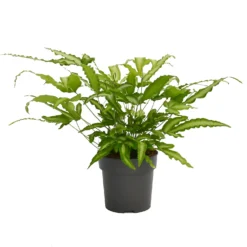 Plantery Shop -Plantery Shop 14219577 2815026268607096