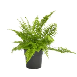 None Fern Mix 13cm 9 None Fern Mix 13cm -Plantery Shop 14219577 4735026268704200
