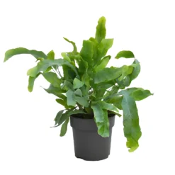 None Fern Mix 13cm 8 None Fern Mix 13cm -Plantery Shop 14219577 5875026268657736