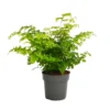 None Fern Mix 13cm -Plantery Shop 14219577 9855026268563353