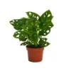 None Monstera Monkey Leaf (Swiss Cheese Plant) In 12cm Pot -Plantery Shop 14219579 2025032780138830