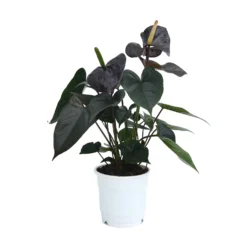 Anthurium - 12cm -Plantery Shop 14219585 1775025775138809