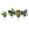 Anthurium - 12cm -Plantery Shop 14219585 2035027589602133