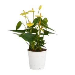 Anthurium - 12cm -Plantery Shop 14219585 2775025775230567