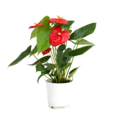 Anthurium - 12cm -Plantery Shop 14219585 4995025775274904