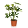 Schefflera - 13cm -Plantery Shop 14237627 1955054817574419