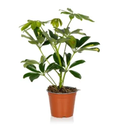 Schefflera - 13cm