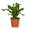 Croton Mix - 13cm -Plantery Shop 14237628 1945054817577113