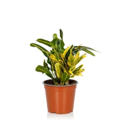 Croton Mix - 13cm -Plantery Shop 14237628 2985054817687687