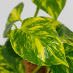 Scindapsus Moss Pole Scindapsus - 17cm -Plantery Shop 14237630 6645054817695868