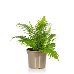 Fern Mix - 17cm -Plantery Shop 14237631 1085054817652986