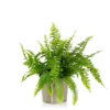 Fern Mix - 17cm -Plantery Shop 14237631 8655054817575451