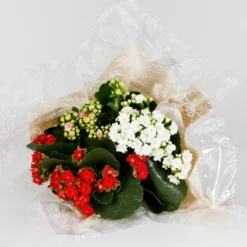 Gift Wrapped Kalanchoe - 12cm -Plantery Shop 14237637 1215054817771063