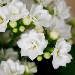 Gift Wrapped Kalanchoe - 12cm -Plantery Shop 14237637 1655054817734493