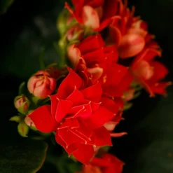 Gift Wrapped Kalanchoe - 12cm -Plantery Shop 14237637 5045054817702570