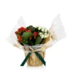 Gift Wrapped Kalanchoe - 12cm -Plantery Shop 14237637 9365054817576849