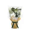 Gift Wrapped Stephanotis - 12cm -Plantery Shop 14237638 1805053510683009