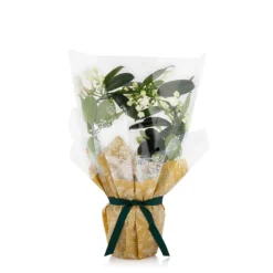 Gift Wrapped Stephanotis - 12cm