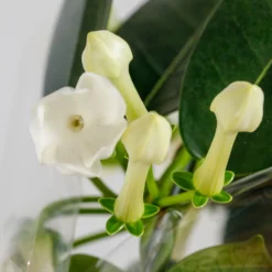 Gift Wrapped Stephanotis - 12cm -Plantery Shop 14237638 4385053511431830
