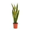 None Sansevieria Trifasciata Laurentii (Mother In Law's Tonque Or Snake Plant) In 19cm Pot -Plantery Shop 14241168 7025030707117662