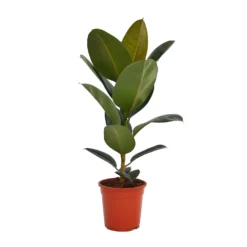 None Ficus Benjamina/elastica Mix 19cm -Plantery Shop 14241169 2575033581281918