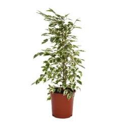 None Ficus Benjamina/elastica Mix 19cm -Plantery Shop 14241169 6025033581248414