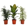 None Ficus Benjamina/elastica Mix 19cm -Plantery Shop 14241169 8775033581173861