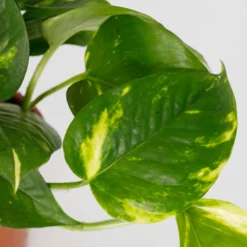 Scindapsus Trailing Mix - 13cm -Plantery Shop 14242804 1455054818385040