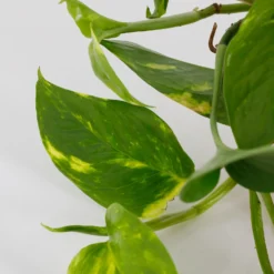 Scindapsus Trailing Mix - 13cm -Plantery Shop 14242804 5245054818349478