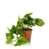 Scindapsus Trailing Mix - 13cm -Plantery Shop 14242804 5855054818244046