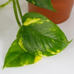 Scindapsus Trailing Mix - 13cm -Plantery Shop 14242804 6145054818308228