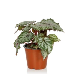 Begonia Beleaf - 13cm -Plantery Shop 14265616 1115054817433557