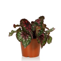 Begonia Beleaf - 13cm -Plantery Shop 14265616 1195054817352017