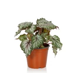 Begonia Beleaf - 13cm -Plantery Shop 14265616 1335054817394683