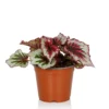 Begonia Beleaf - 13cm -Plantery Shop 14265616 5245054817270447