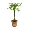 None Pachira Aquatica (Money Tree) Houseplant In Basket - 21cm -Plantery Shop 14495643 1355038759357098